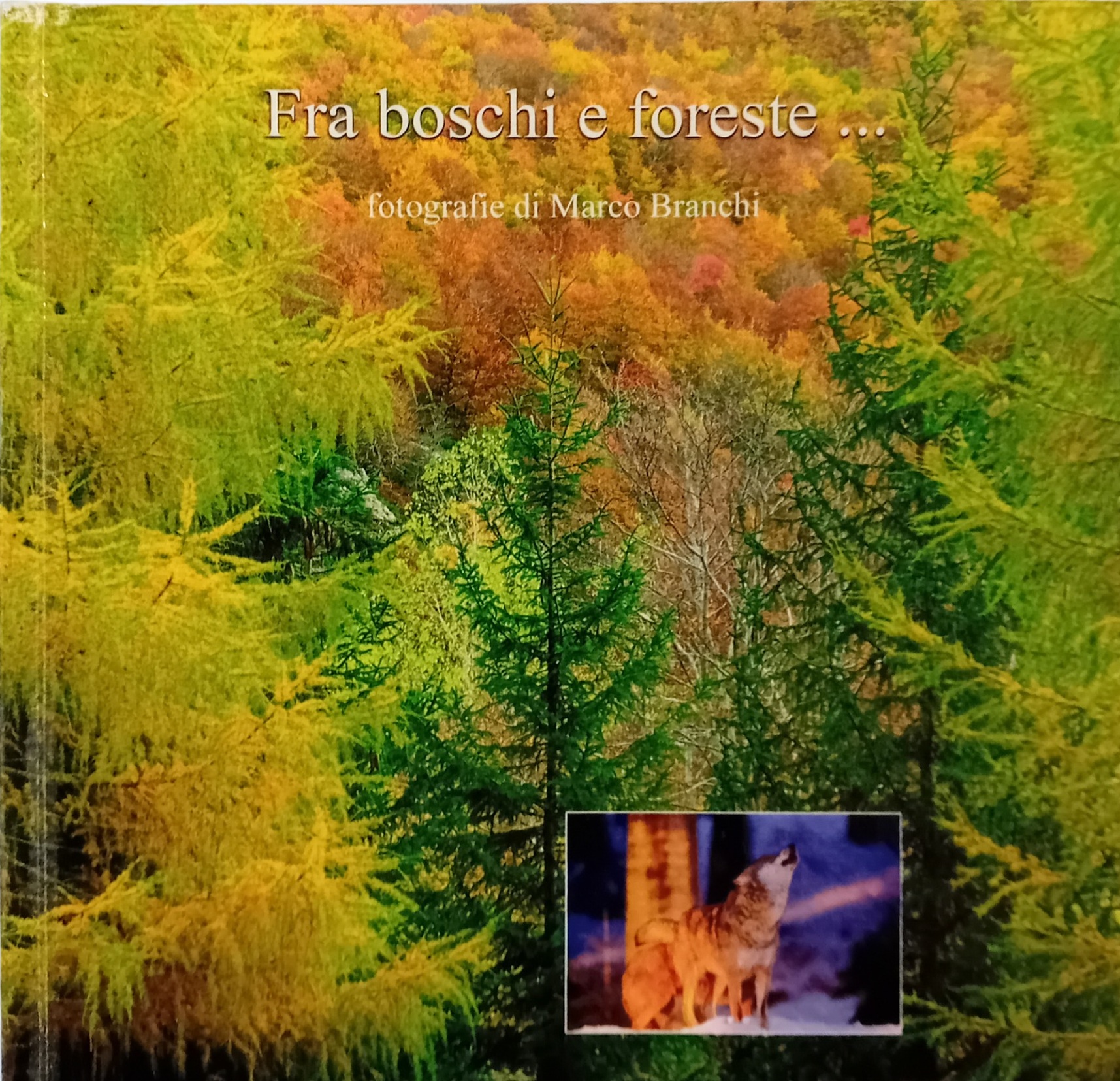 Copertina di Fra boschi e foreste