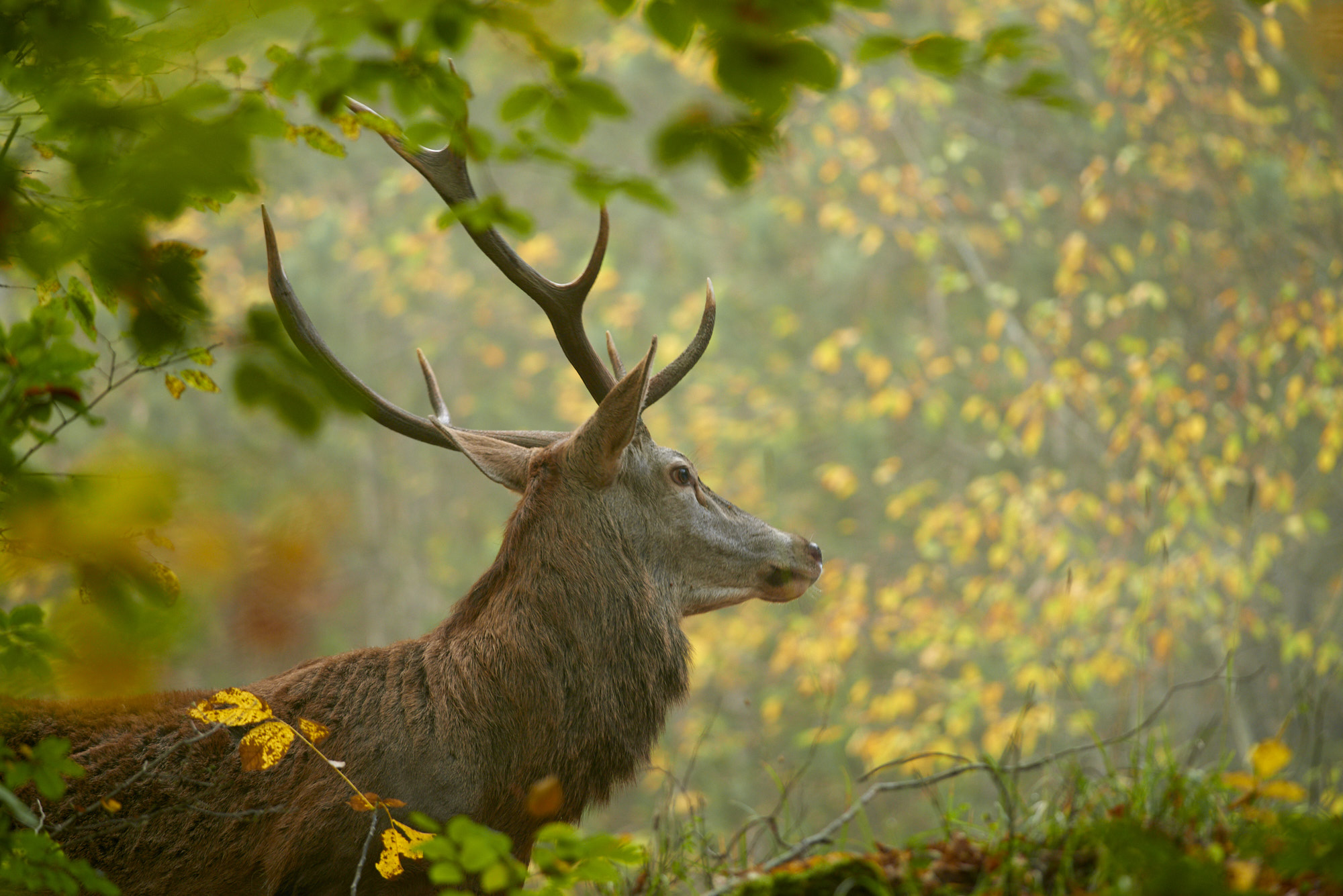 Canto d'autunno