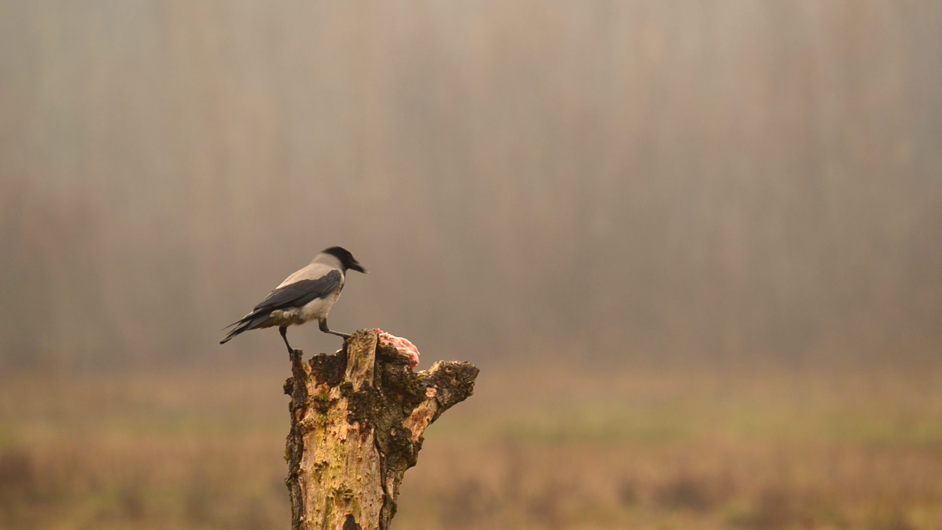 Corvus corone cornix