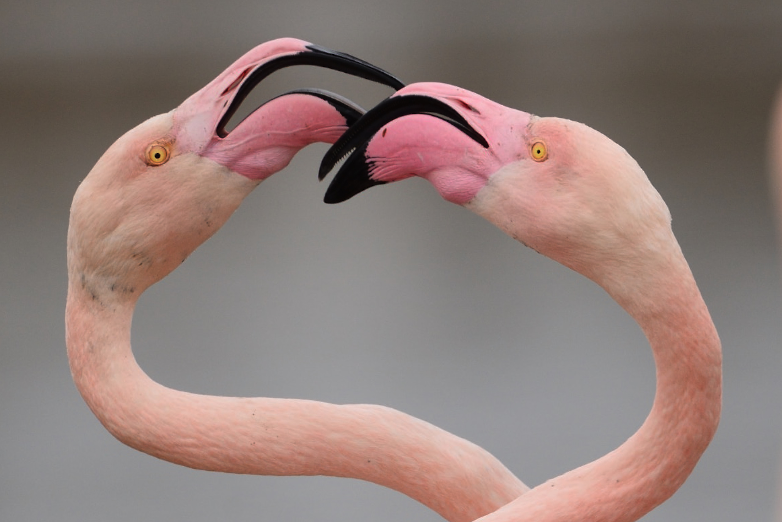 Flamingo dance
